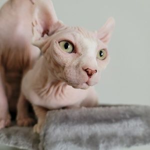 Meet your Posher, Maggie